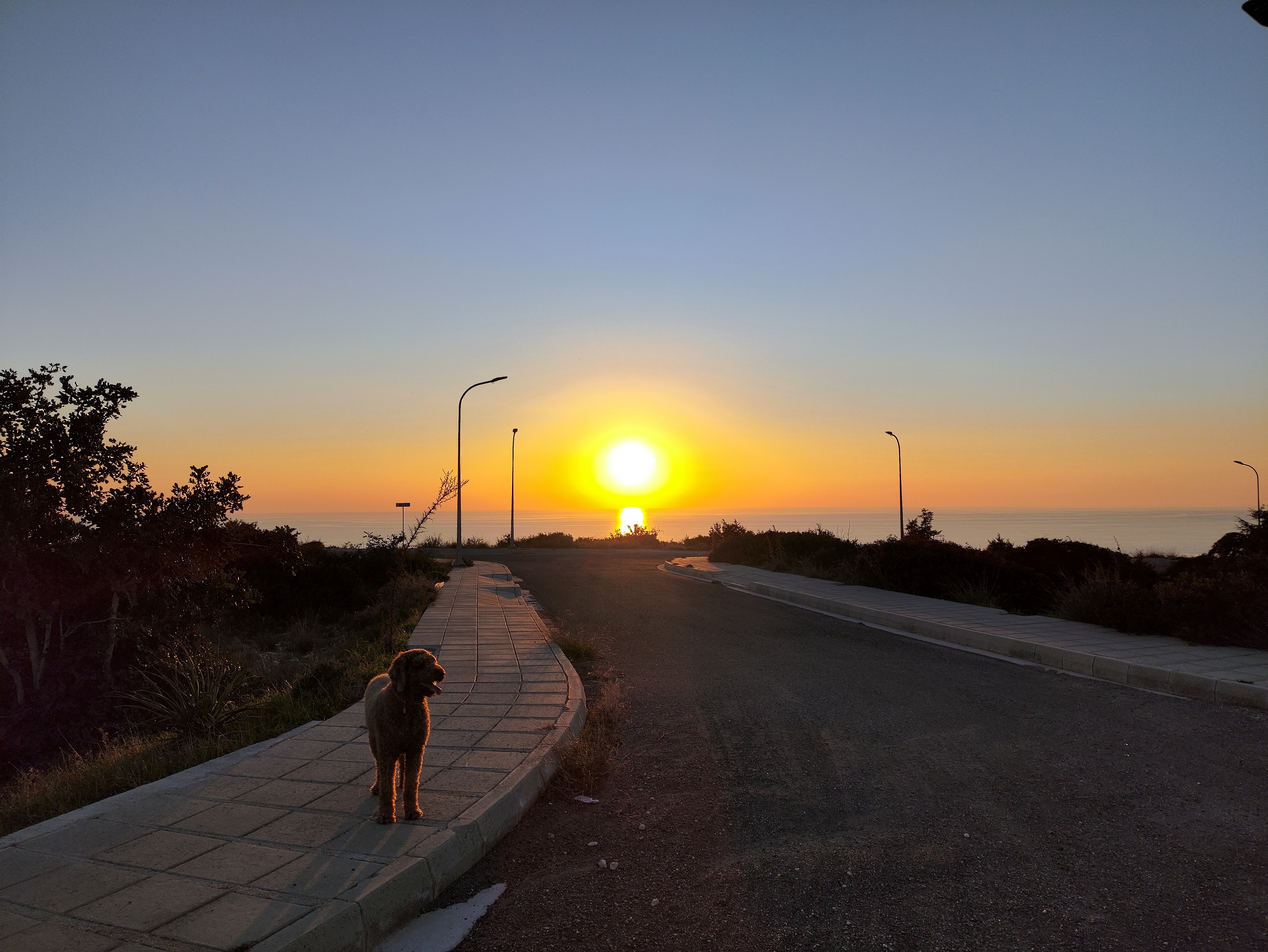 The Poodle & The Sunset