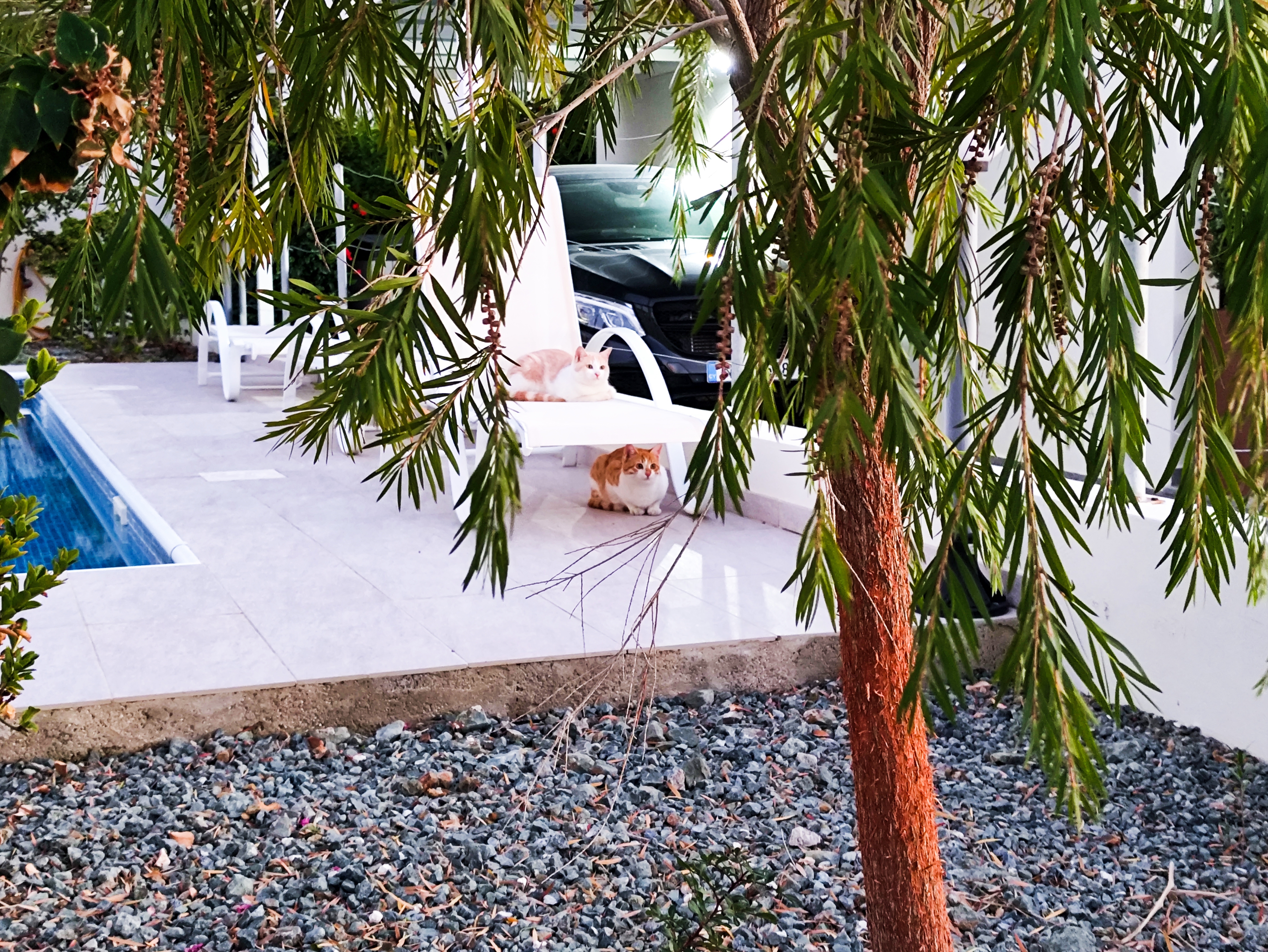 The Cats, When They Spot Our Dog