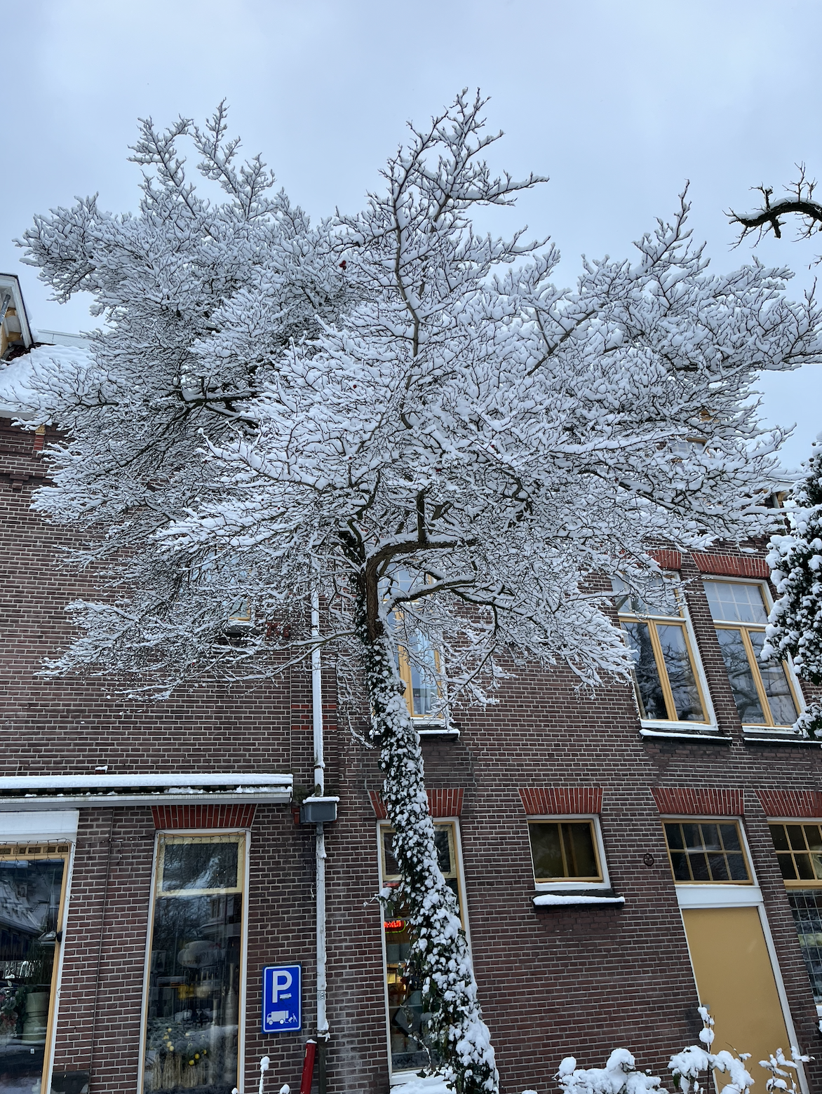 snow tree
