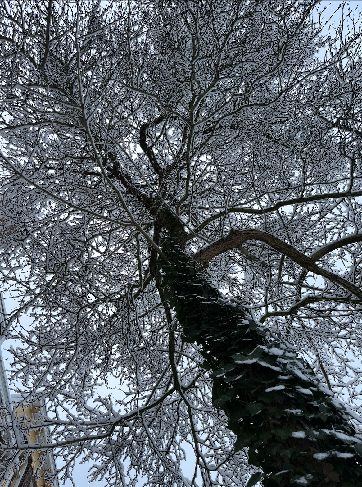 snow tree under